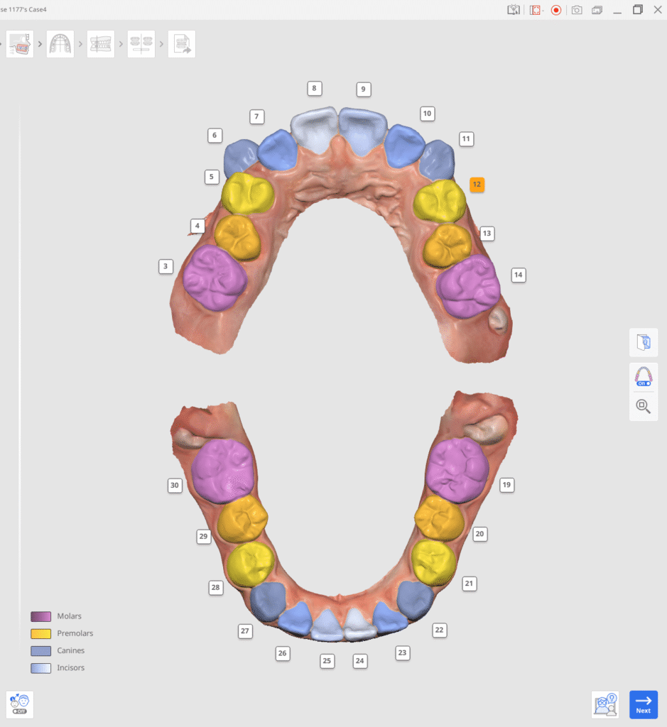 Top and bottom dental arches with numbered teeth (1–32); teeth color-coded by type: incisors, canines, premolars, molars.